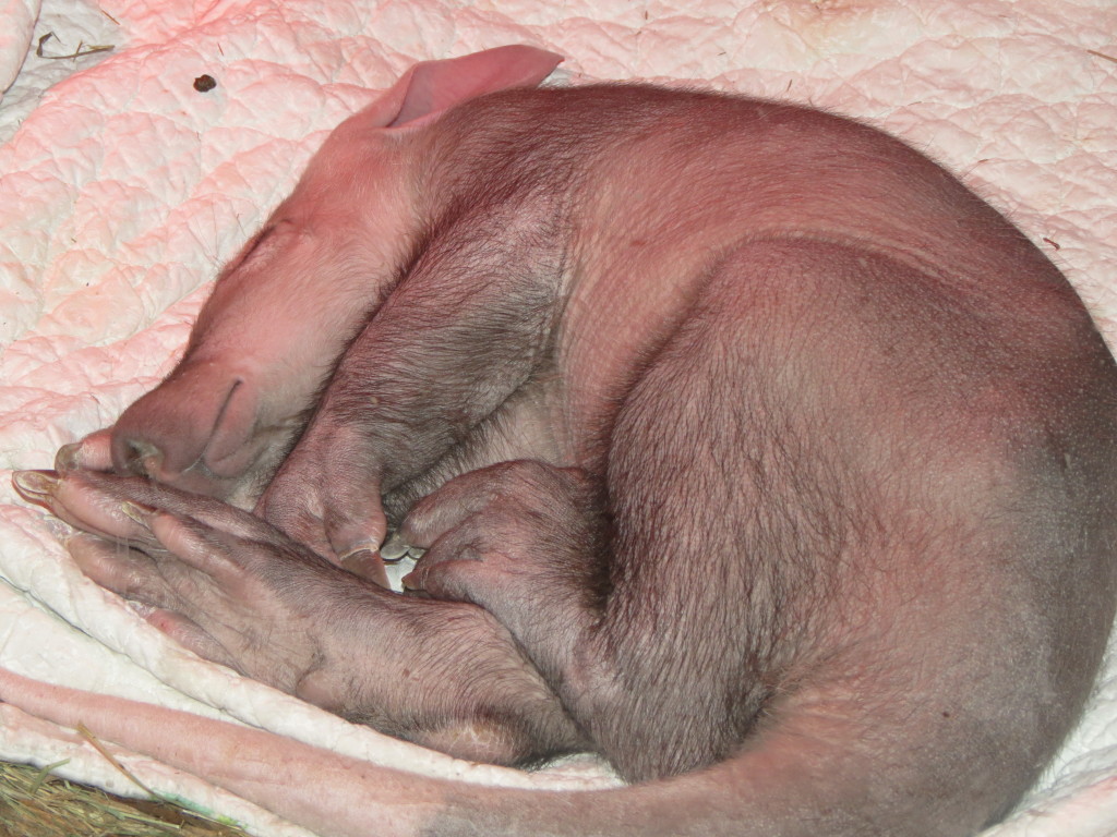 Baby Aardvark