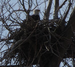 Eagles at Squaw Creek 