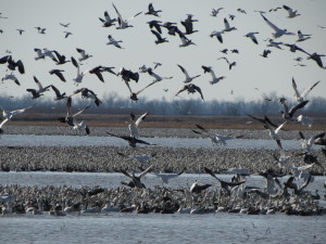 Spring Migration at Squaw Creek 