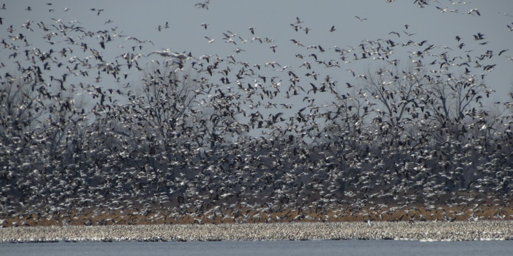 Snow Geese at Squaw Creek 