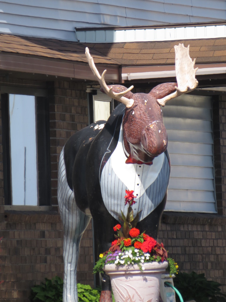 Moose dressed up in a tuxedo in Upper Michigan