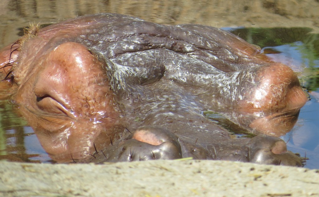 Hippos at Kansas City Zoo