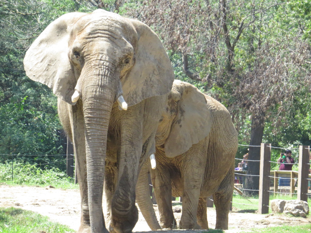 Elephants at Kansas City Zoo 