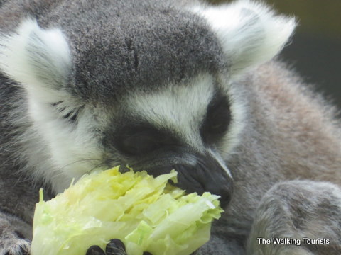 Lemur eating at Lincoln Children's Zoo