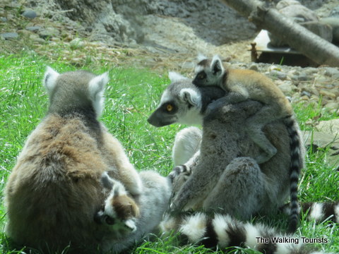 Lemur Family at Lincoln Children's Zoo