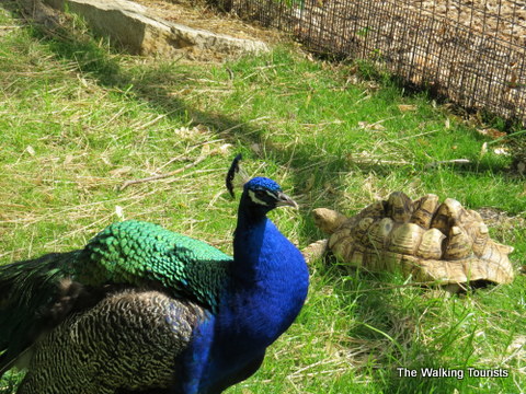 Peacock at Lincoln Children's Zoo