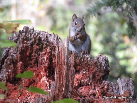 Albuquerque Squirrel