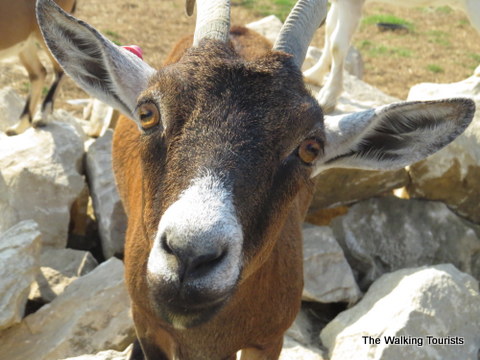Goat at Lazy L Safari Park