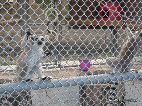 Lemurs at Lazy L Safari