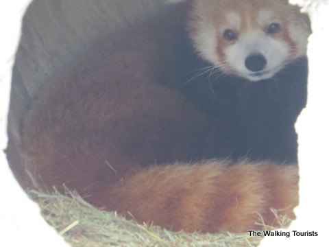 Red Panda at Sedgwick County Zoo 