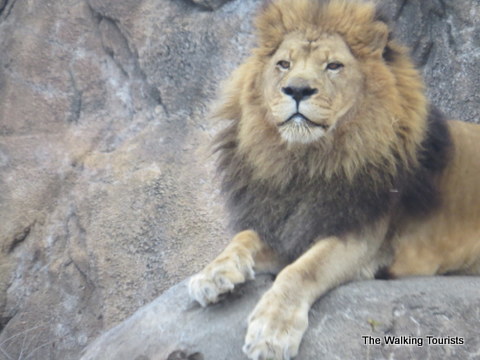 Lion at Sedgwick County Zoo