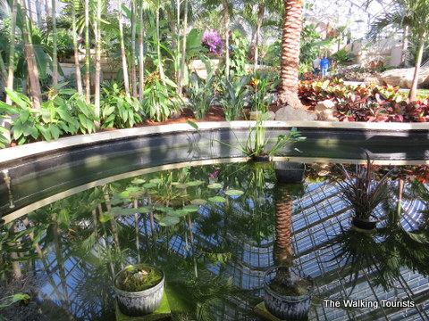 Lily pond in conservatory at Lauritzen Gardens