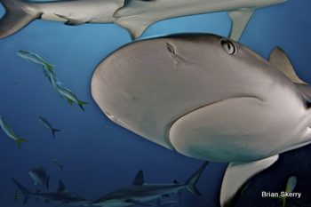 Caribbean Reef Sharks, (Charcharhinus perezii), in The Bahamas.