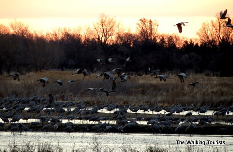 Sandhill Cranes taking off for feeding grounds in fields in Nebraska
