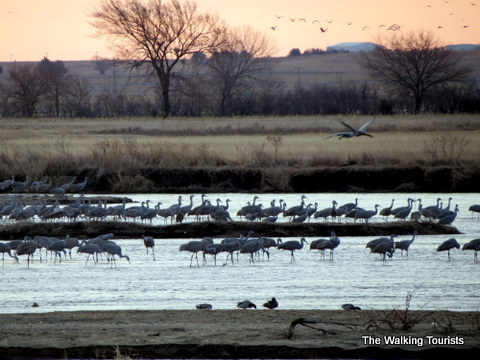 Sandhill cranes at their roost on the Platte River near Grand Island