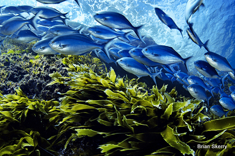 BlueMamaomaoFish.CR_BrianSkerry