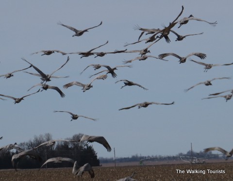 Sandhill Cranes in flight