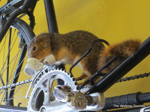 Squirrel found at Omaha Bicycle Co. on Omaha Caffeine Crawl 