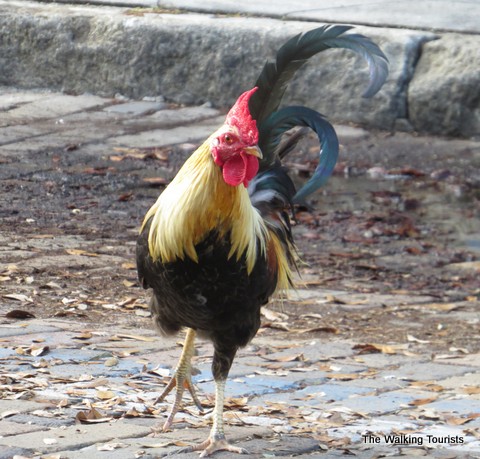 Roosters rule the roost in Ybor City area of Tampa, Florida 