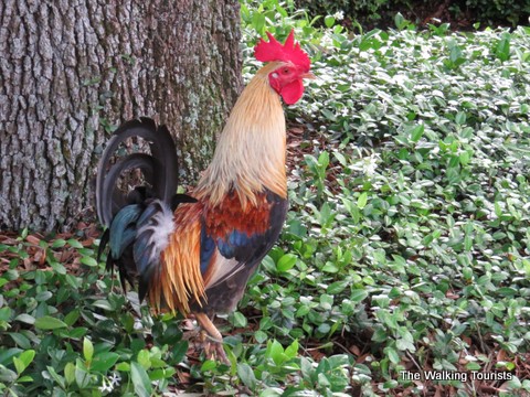 Rooster wandering around Ybor City area of Tampa