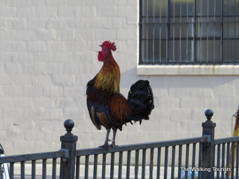 Ybor City rooster telling all the neighborhood he is there 