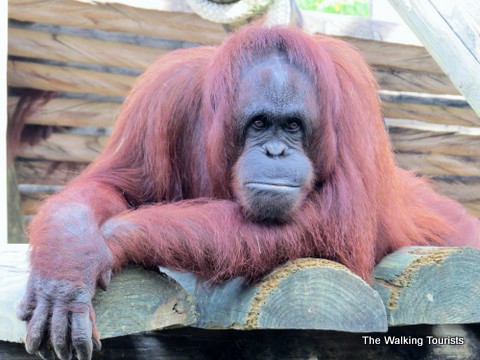 Orangutan at the Lowry Park Zoo in Tampa, Florida