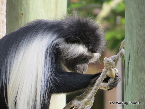 Angolan Black and White Colobus at the Lowry Park Zoo in Tampa, Florida 