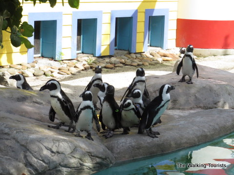 Penguin feeding time at the Lowry Park Zoo in Tampa, Florida 