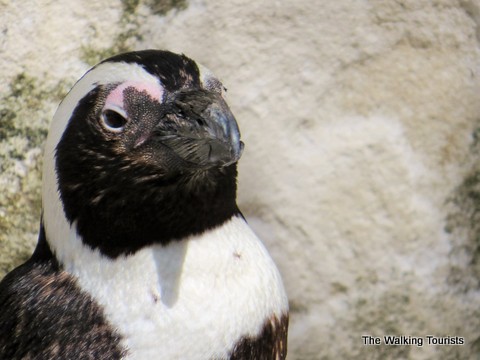 Could watch the penguins for hours at Lowry Park Zoo in Tampa, Florida 