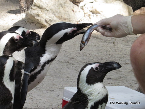 Penguins getting fish at Lowry Park Zoo in Tampa, Florida 
