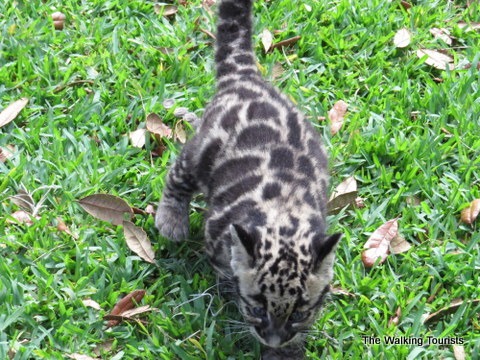 Mowgli is a precocious clouded leopard cub at the Lowry Park Zoo in Tampa, Florida