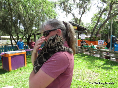 A little cuddle time for Mowgli at the Lowry Park Zoo in Tampa, Florida