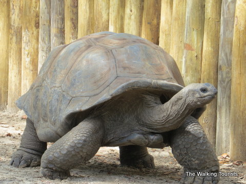 Giant tortoises at Lowry Park Zoo in Tampa, Florida 