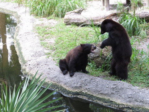 Bears occupy a space at the Lowry Park Zoo in Tampa, Florida 