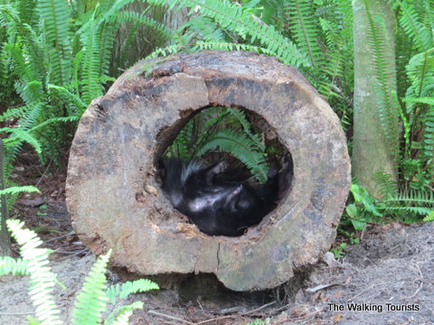 Skunks at the Lowry Park Zoo in Tampa, Florida 