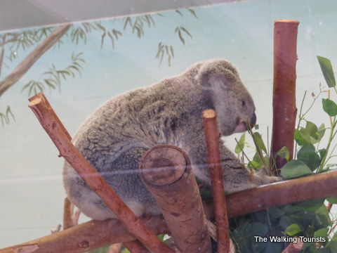 Koala at Walleroo station at the Lowry Park Zoo in Tampa, Florida