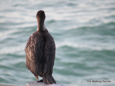 Brown Pelican hanging out at Clearwater Beach