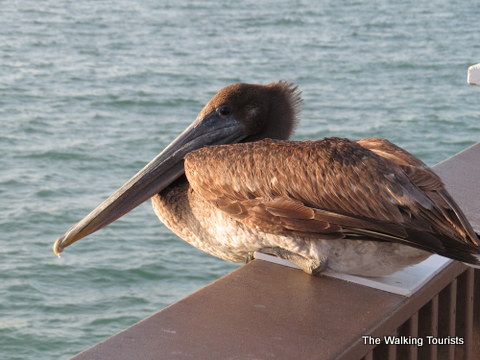 Brown pelican at Clearwater Beach