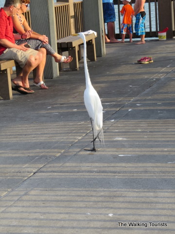 Egret hanging out at Pier 60 at Clearwater Beach