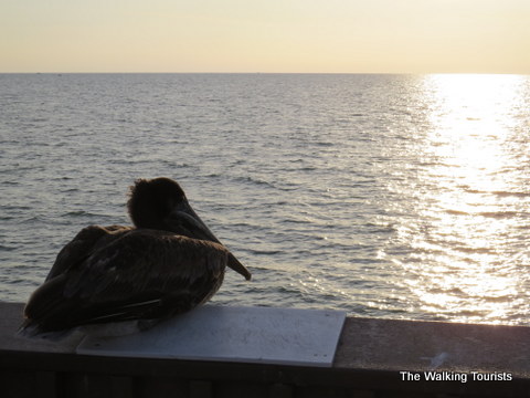 Brown Pelican taking in the sunset in Clearwater Beach