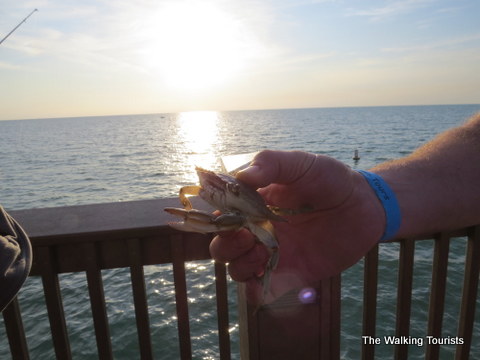 Catching a crab on Pier 60 at Clearwater Beach