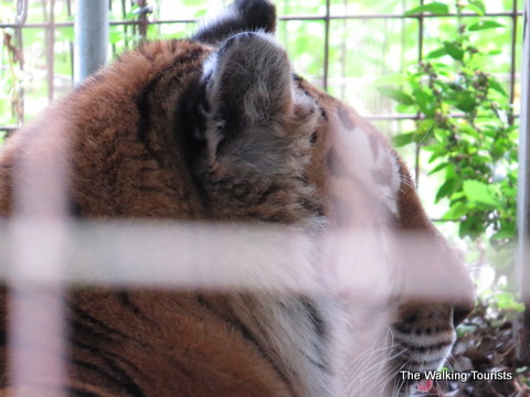 Tigers and many other big cats call Big Cat Rescue home in Tampa, Florida