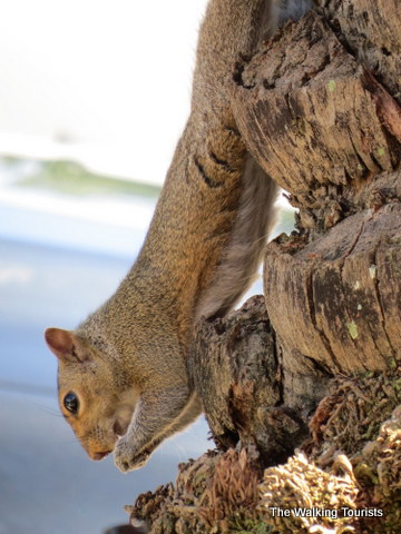 Squirrel hanging upside down while snacking is one of our furry friends in Tampa, Florida 