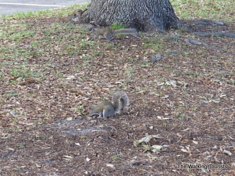 Squirrel scrounging around for food was one of our furry friends in Tampa, Florida