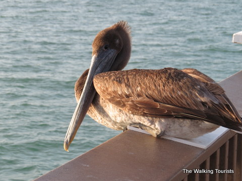 Beautiful brown pelican hanging out with us at Pier 60 in Clearwater, Florida