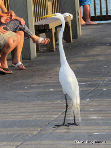 Clearwater Beach egret looking for a food handout on the pier