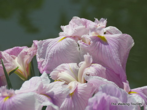 Beautiful lillies at Missouri Botanical Gardens
