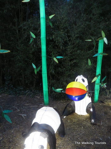 Panda Bears playing along the trail at Missouri Botanical Gardens 