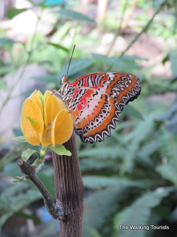 Sioux Falls butterfly house