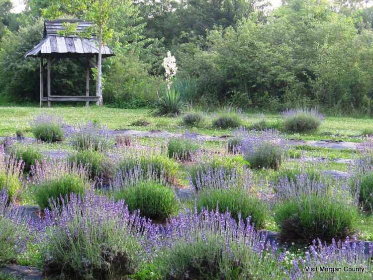 Lavender-001